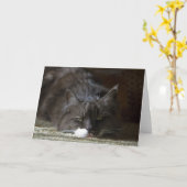 Maximal Karte (Gelbe Blume)