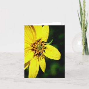 Maximilian Sonnenblumen-Naturfotografie