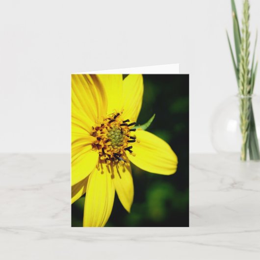 Maximilian Sonnenblumen-Naturfotografie (Vorderseite)