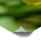 Maximilian Sunflower Poster (Ecke)