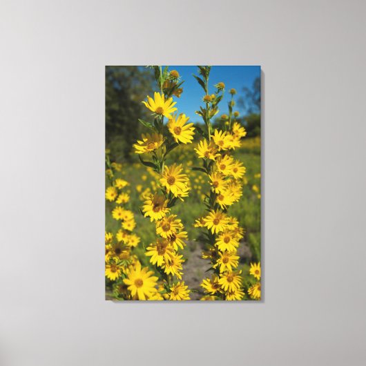 Maximilians Sonnenblume (Helianthus Maximiliani) Leinwanddruck (Vorderseite)