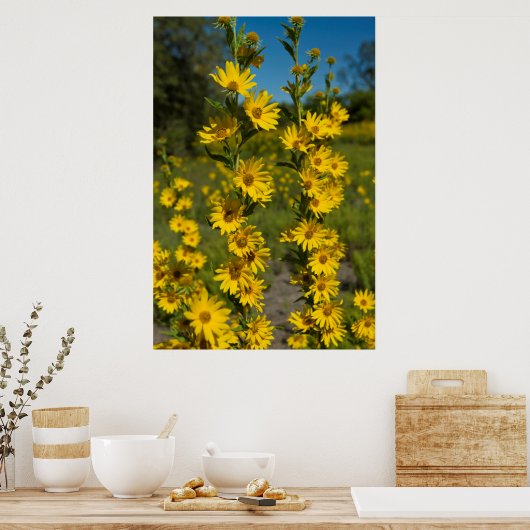 Maximilians Sonnenblume (Helianthus Maximiliani) Poster (Küche)