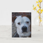 Maximus der Karte (Gelbe Blume)