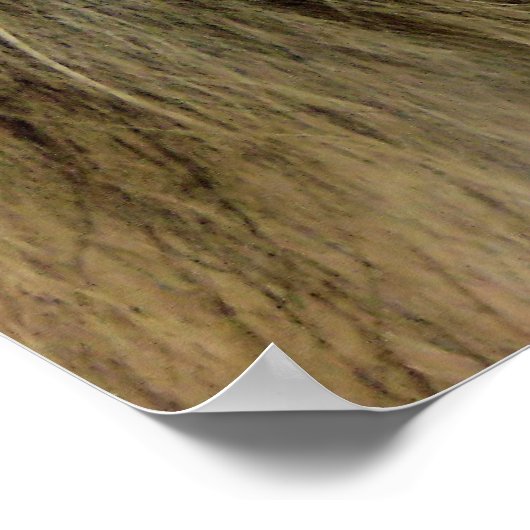 Maximus Poster (Ecke)