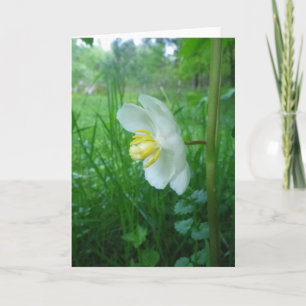 May Apple Blossom Card Karte
