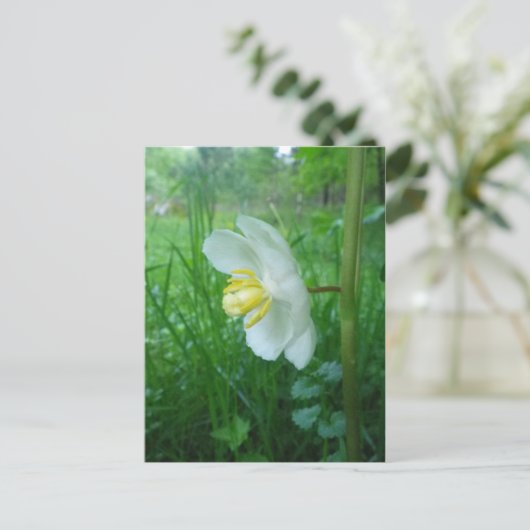 May Apple blühen Postkarte (Stehend Vorderseite)