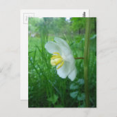 May Apple blühen Postkarte (Vorne/Hinten)