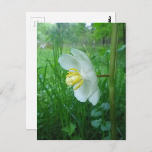 May Apple blühen Postkarte (Vorne/Hinten)