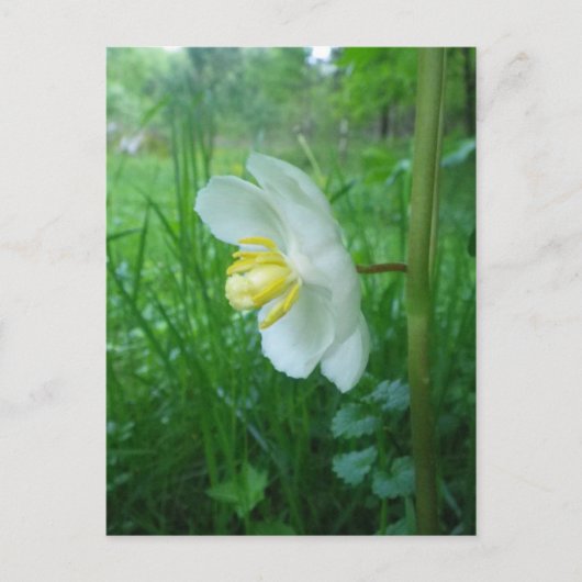 May Apple blühen Postkarte (Vorderseite)