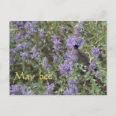 May Bee Postkarte (Vorderseite)