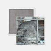 May chinchilla 2012 Magnet (Vorderseite/Rückseite)