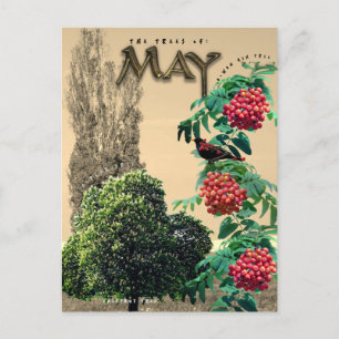 May Month Trees Kastnut Rowan Ash, Poplar 2 Postkarte