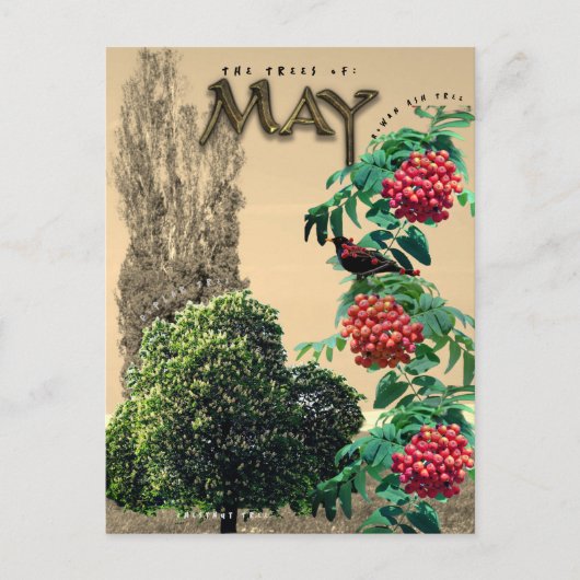 May Month Trees Kastnut Rowan Ash, Poplar 2 Postkarte (Vorderseite)