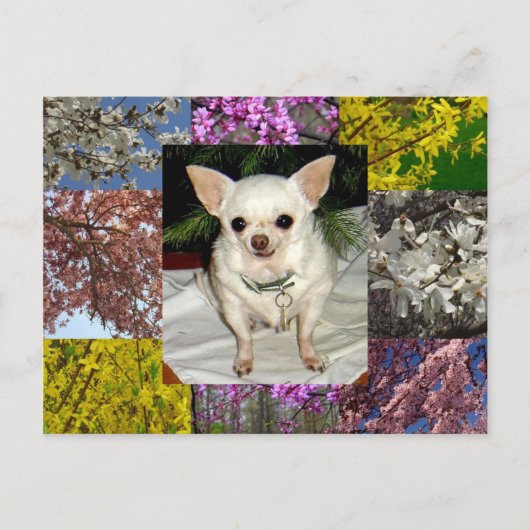 Maya Postcard Postkarte (Vorderseite)