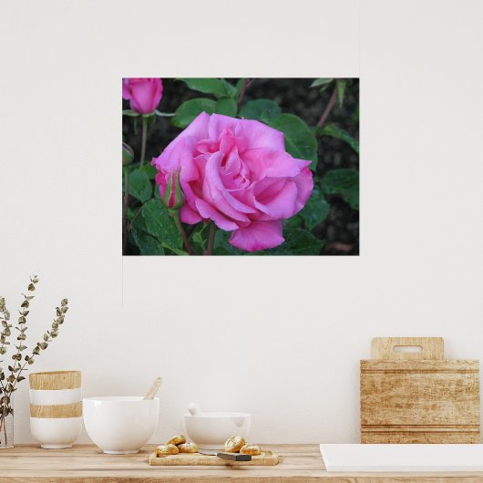 McCartney Hybrid Tea Rose 168 Poster (Küche)
