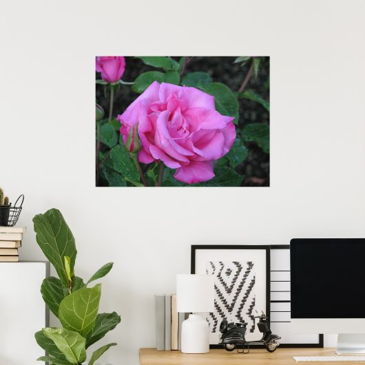 McCartney Hybrid Tea Rose 168 Poster (Heimbüro)