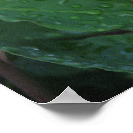 McCartney Hybrid Tea Rose 168 Poster (Ecke)