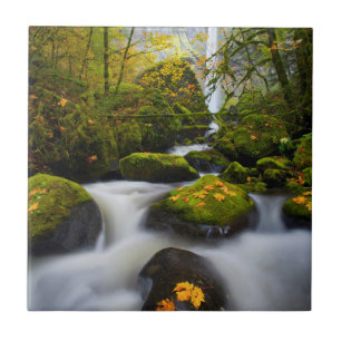 McCord-Creek-Bigleaf-Ahorn Columbia - Schlucht, O Fliese