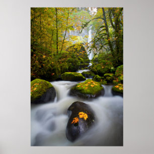McCord Creek Bigleaf Maple Columbia Gorge, OR Poster