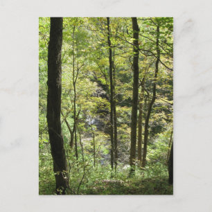 McCormicks Creek-Postkarte Postkarte