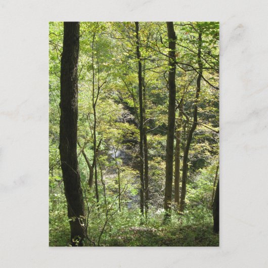 McCormicks Creek-Postkarte Postkarte (Vorderseite)