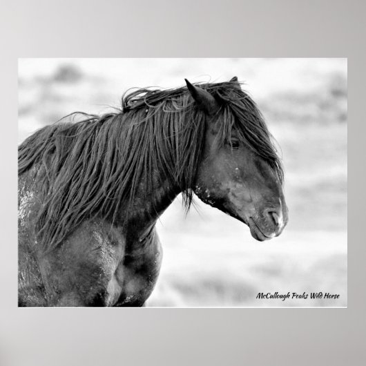 McCullough Peaks Wild Horses Poster (Vorne)
