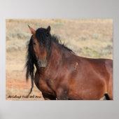 McCullough Peaks Wild Horses Poster (Vorne)
