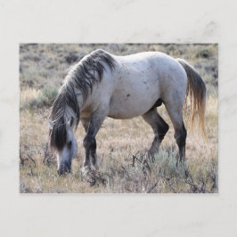 McCullough Peaks Wild Horses Postkarte