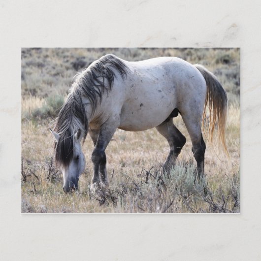McCullough Peaks Wild Horses Postkarte (Vorderseite)