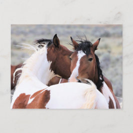 McCullough Peaks Wild Horses Postkarte