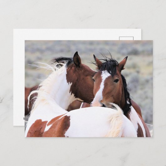 McCullough Peaks Wild Horses Postkarte (Vorne/Hinten)