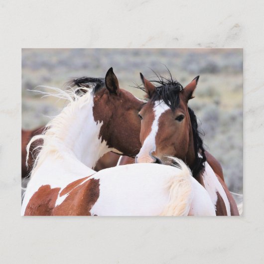 McCullough Peaks Wild Horses Postkarte (Vorderseite)