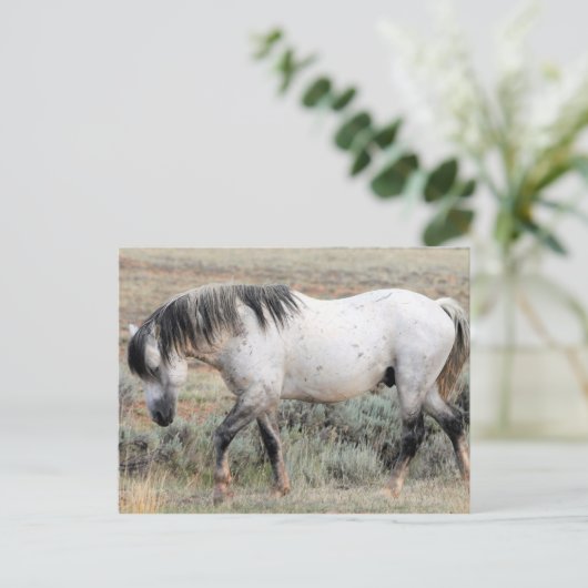 McCullough Peaks Wild Horses Postkarte (Stehend Vorderseite)