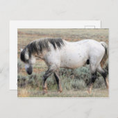 McCullough Peaks Wild Horses Postkarte (Vorne/Hinten)