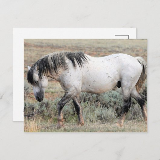 McCullough Peaks Wild Horses Postkarte (Vorne/Hinten)