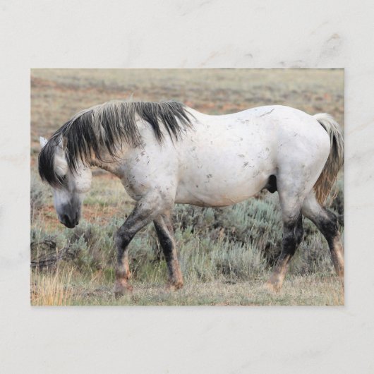 McCullough Peaks Wild Horses Postkarte (Vorderseite)