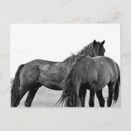 McCullough Peaks Wild Horses Postkarte