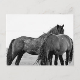 McCullough Peaks Wild Horses Postkarte