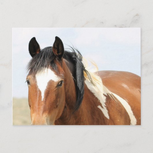 McCullough Peaks Wild Horses Postkarte (Vorderseite)