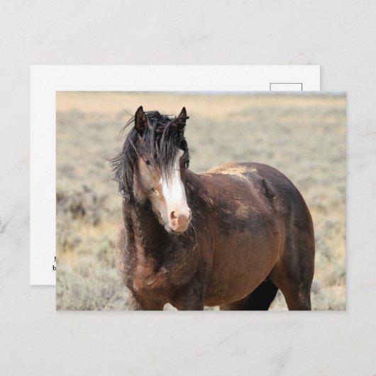 McCullough Peaks Wild Horses Postkarte (Vorne/Hinten)