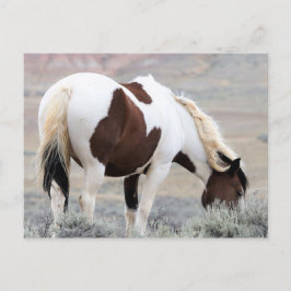 McCullough Peaks Wild Horses Postkarte