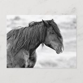 McCullough Peaks Wild Horses Postkarte