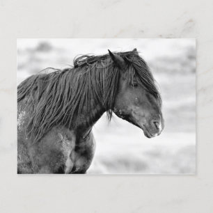 McCullough Peaks Wild Horses Postkarte