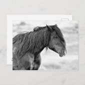 McCullough Peaks Wild Horses Postkarte (Vorne/Hinten)