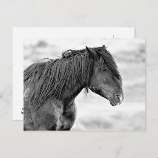 McCullough Peaks Wild Horses Postkarte (Vorne/Hinten)