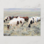 McCullough Peaks Wild Horses Postkarte (Vorderseite)