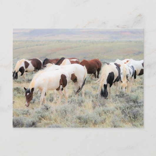 McCullough Peaks Wild Horses Postkarte (Vorderseite)