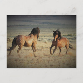 McCullough Peaks Wild Horses Postkarte