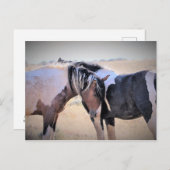 McCullough Peaks Wild Horses Postkarte (Vorne/Hinten)