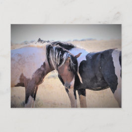 McCullough Peaks Wild Horses Postkarte
